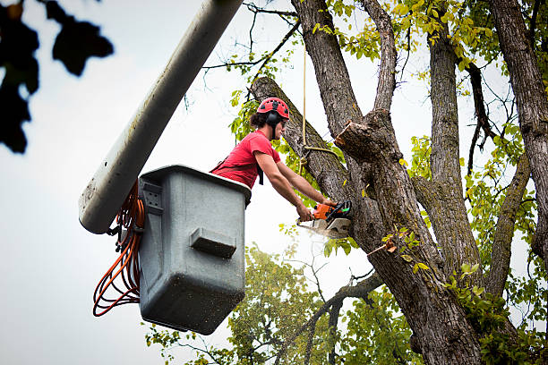 The Steps Involved in Our Tree Care Process in University Gardens, NY